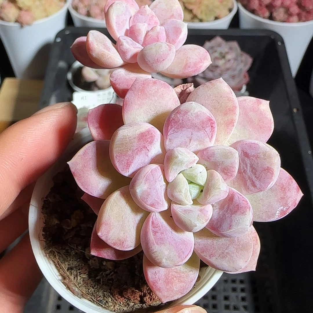 多肉1218-42福利福利