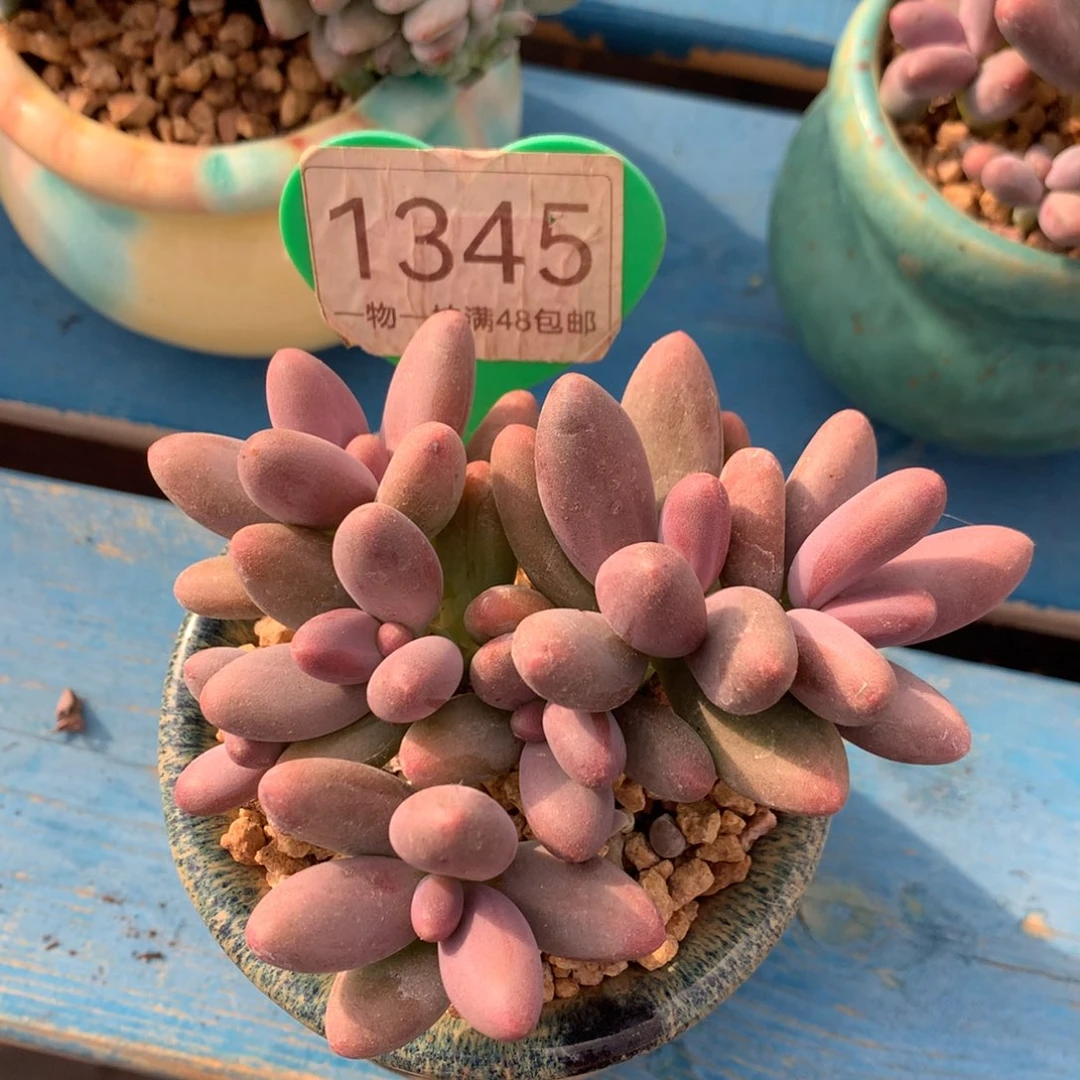 糖果美人老桩平头1345