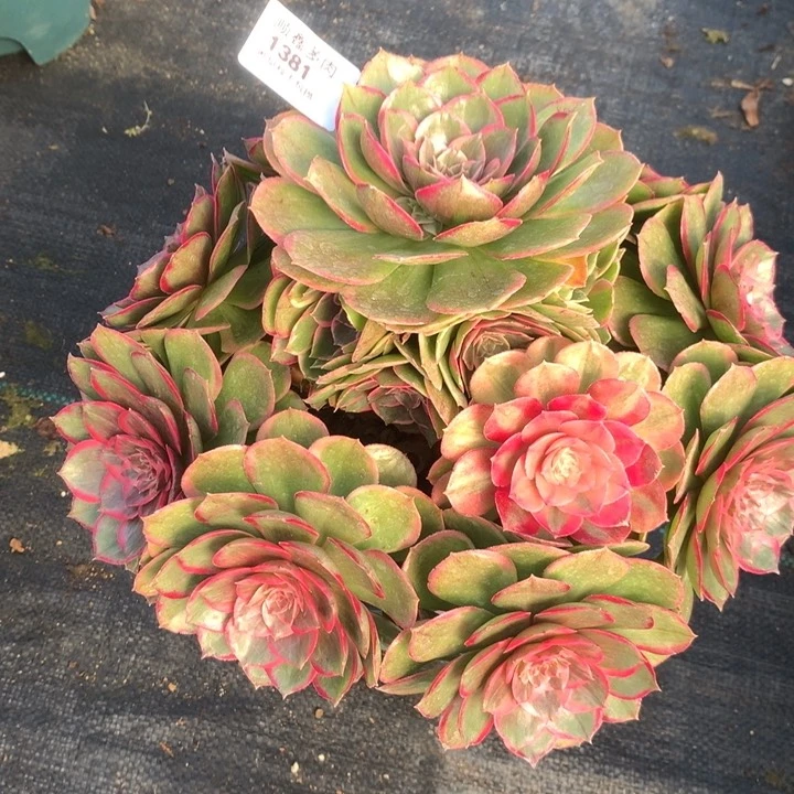 1381粉花妖多肉植物