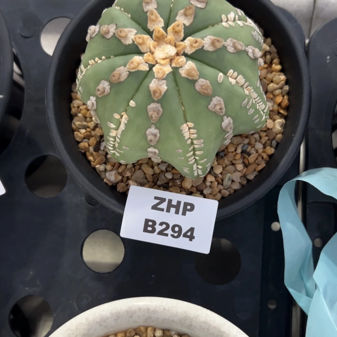 T***uA530号兜仙人球多肉