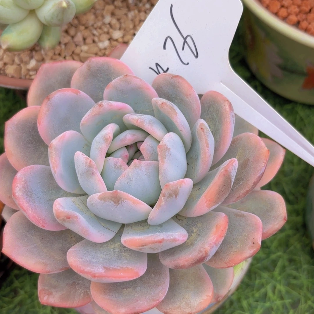 (***寻我的小可爱们都好可爱