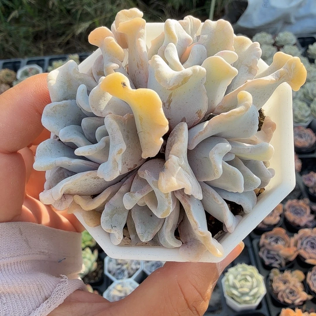 901四头无砍芭蕾舞者满20包邮