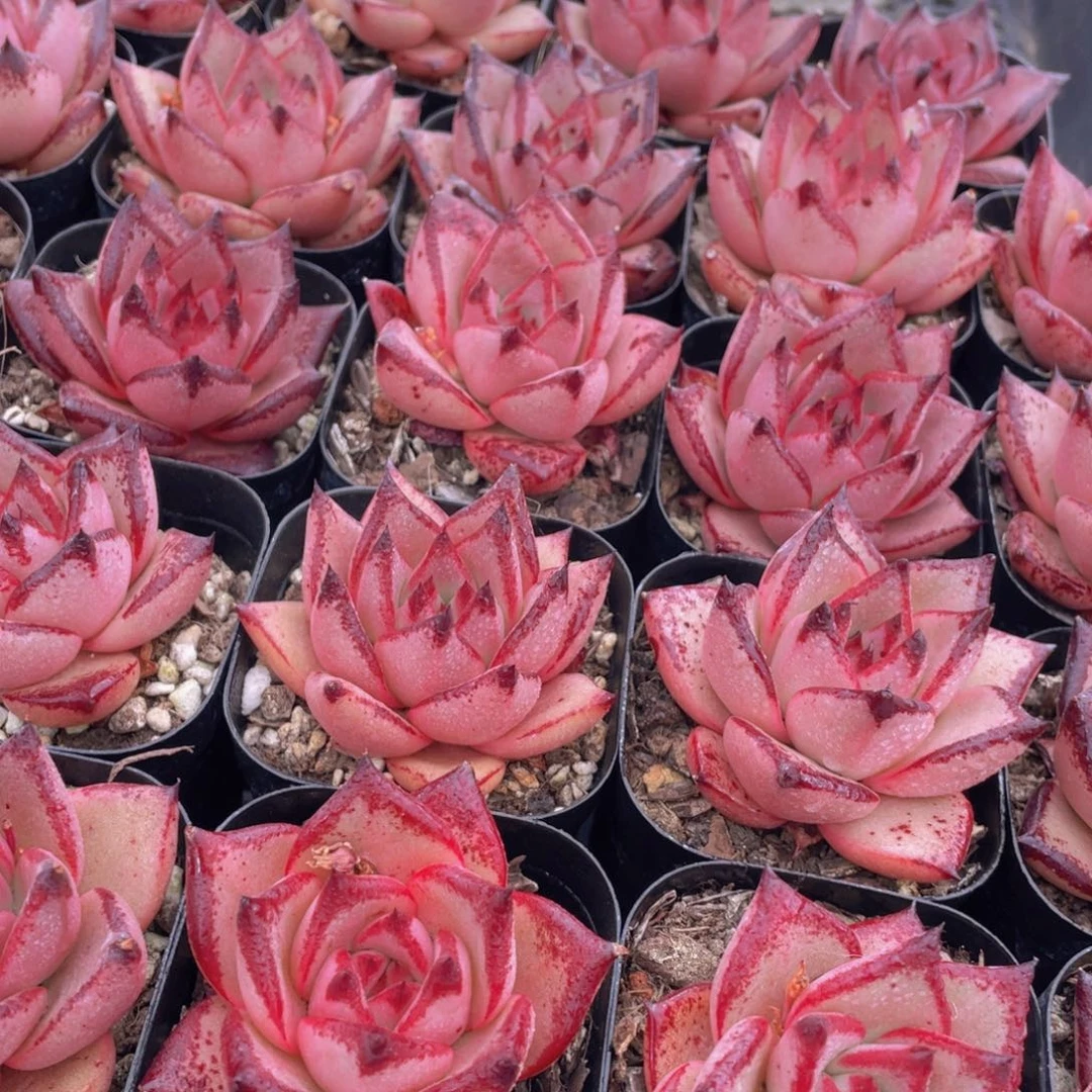 量拍33号 罗密欧金牛座单头一个