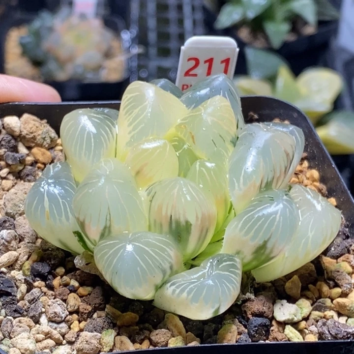 211号实生大窗糊斑玉露锦
