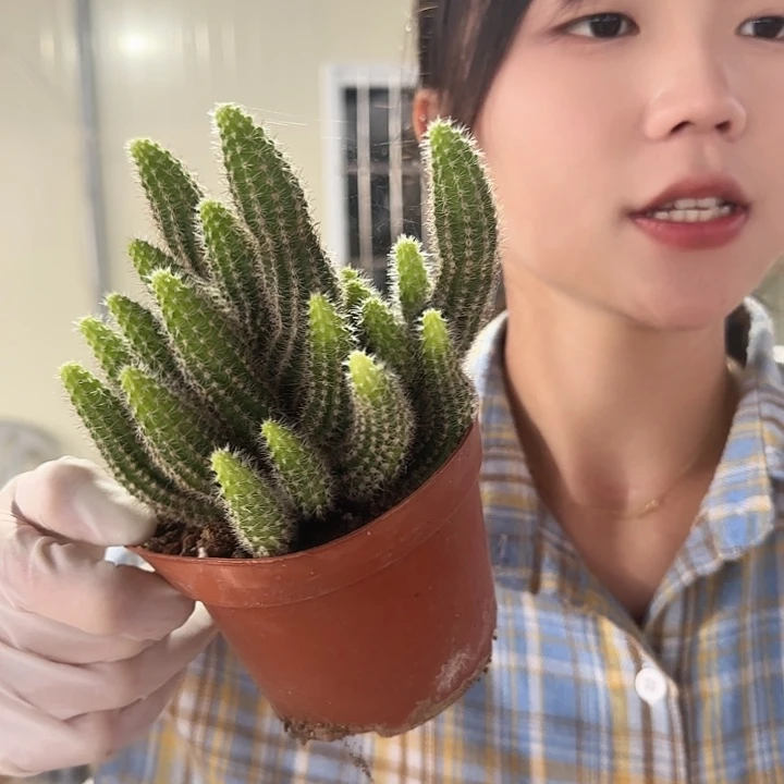 马尔文荣耀（掉头掉崽不售后）