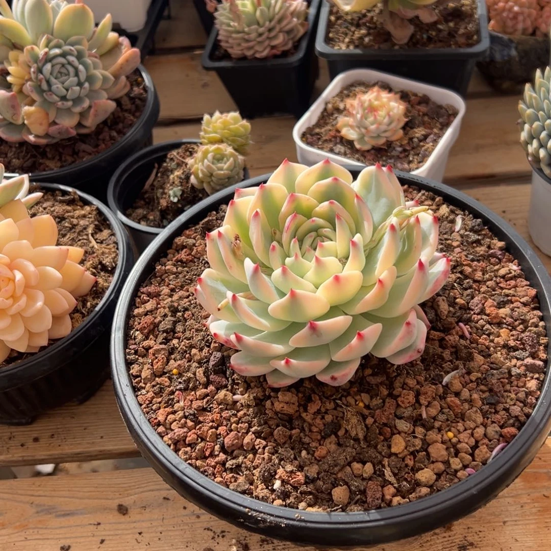 s****e淘多肉吉娃娃锦一盆