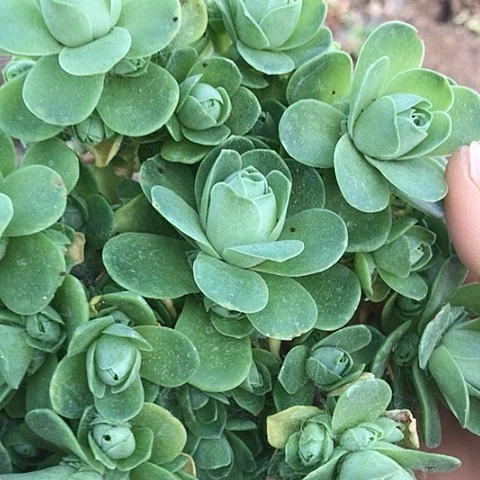 蓉*姐山地玫瑰一棵多肉9