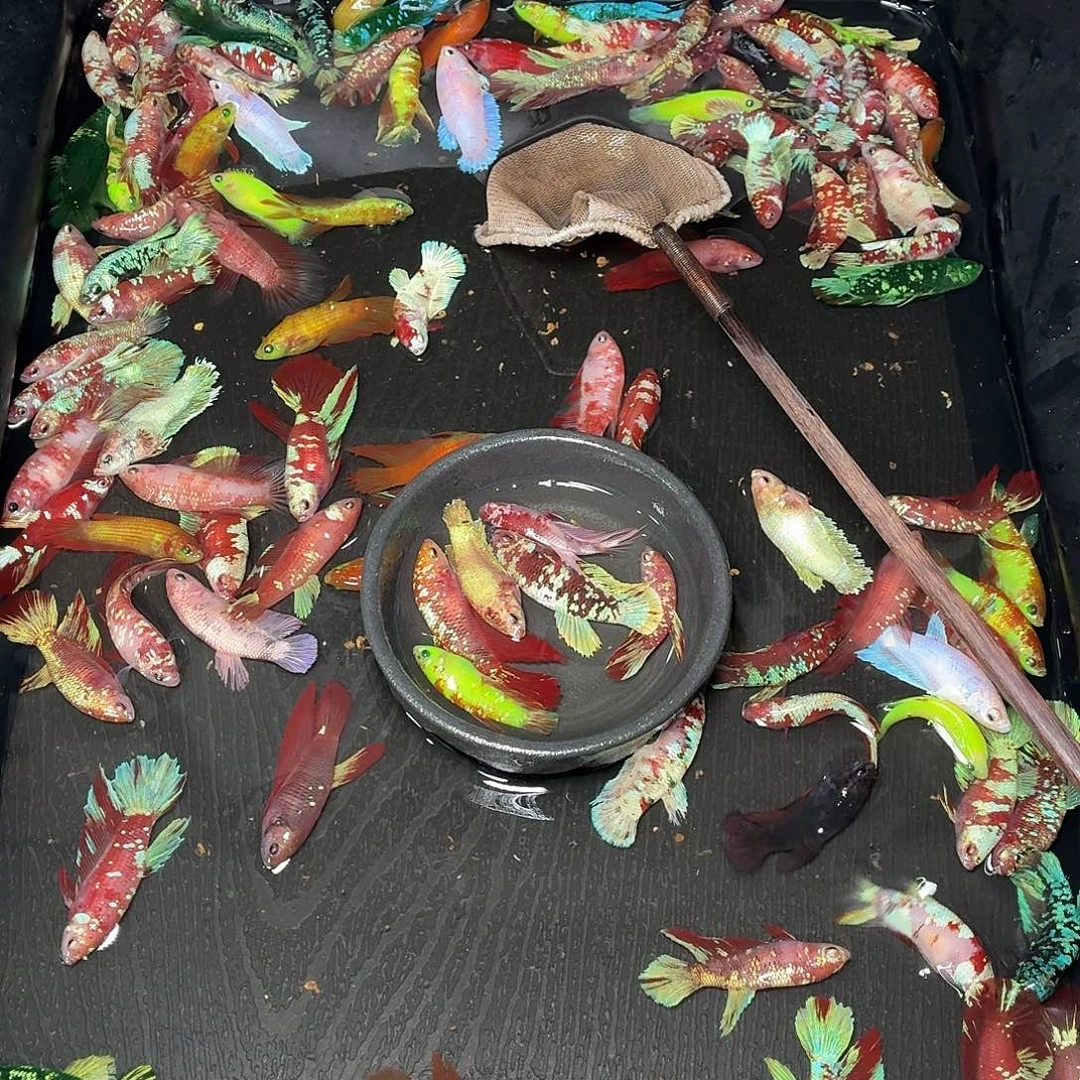 斗鱼6只母鱼混搭一起