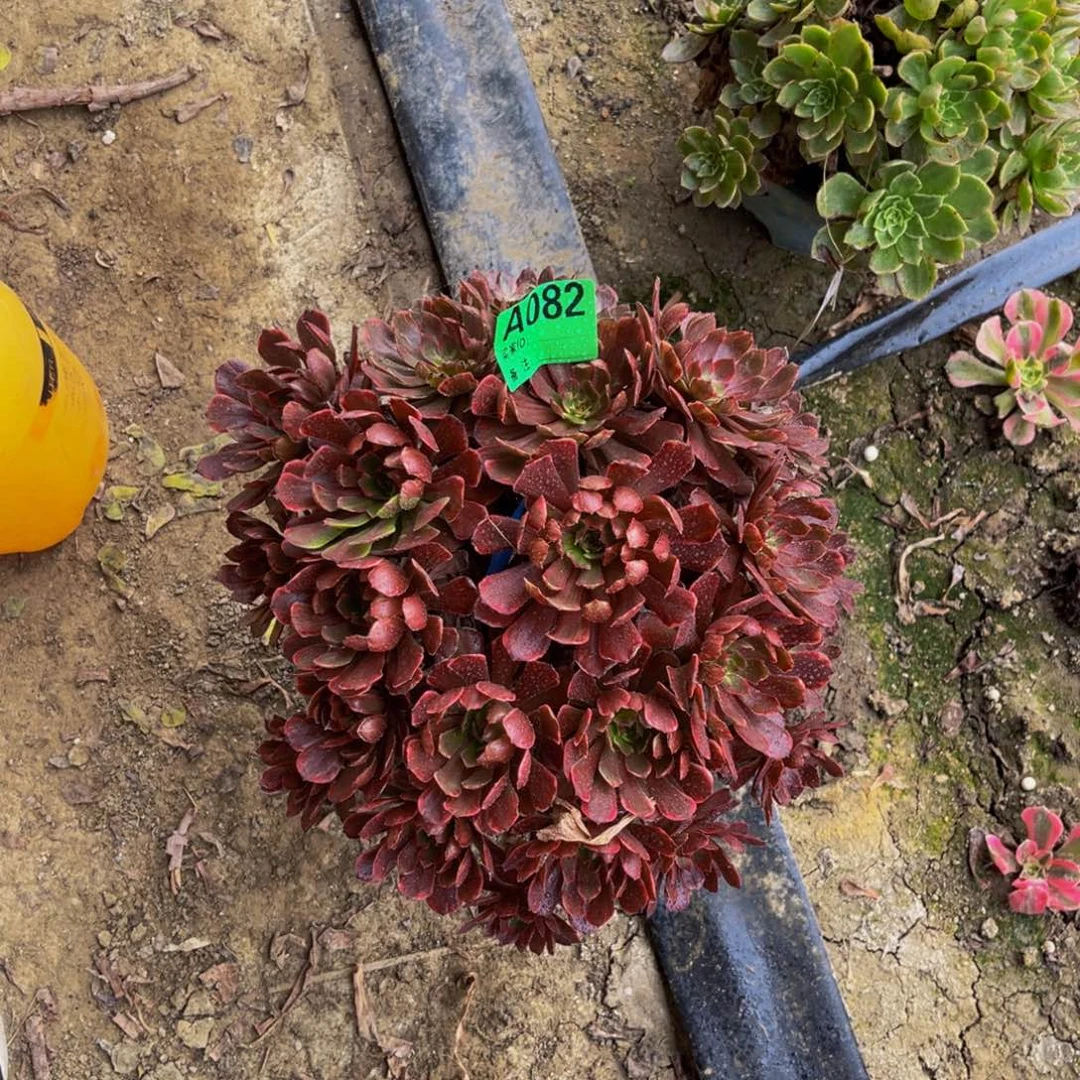 女儿红法师朵朵5-14