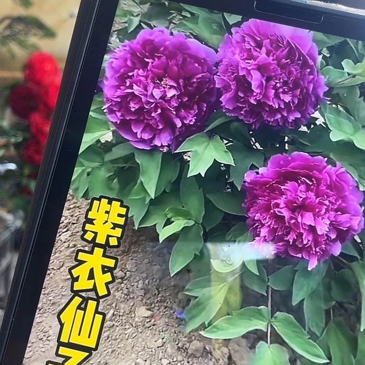 无花朵紫衣仙子28.8