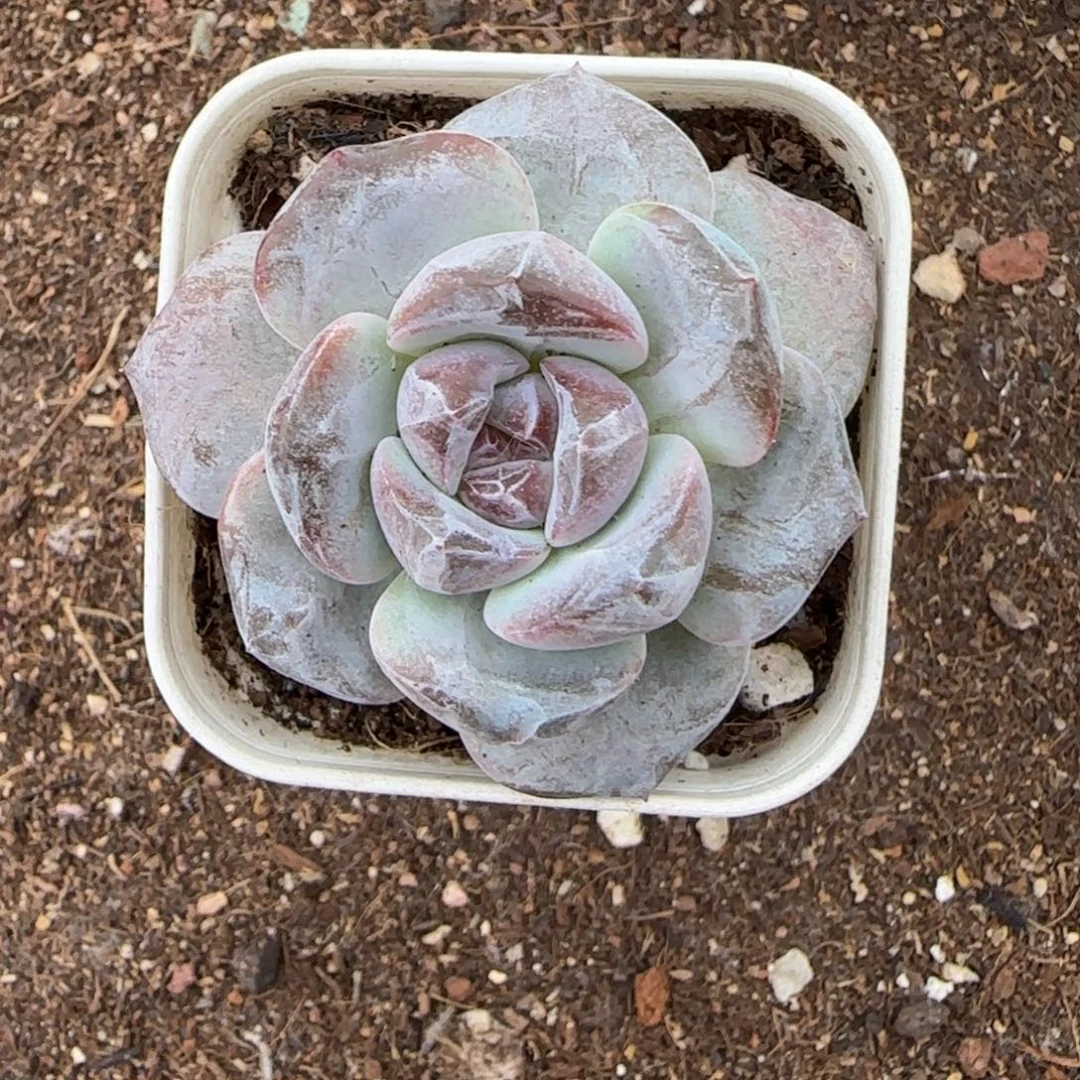 小卡拉米糖心一物一拍