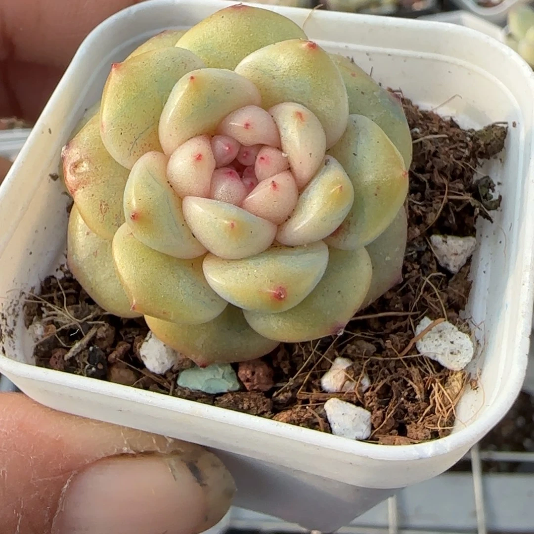 多肉小卡拉米糖心一物一拍