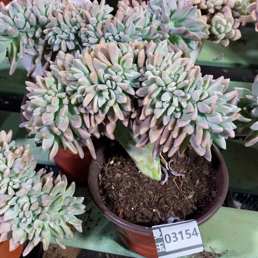 【闪购商品】存*姐淡雪缀03154