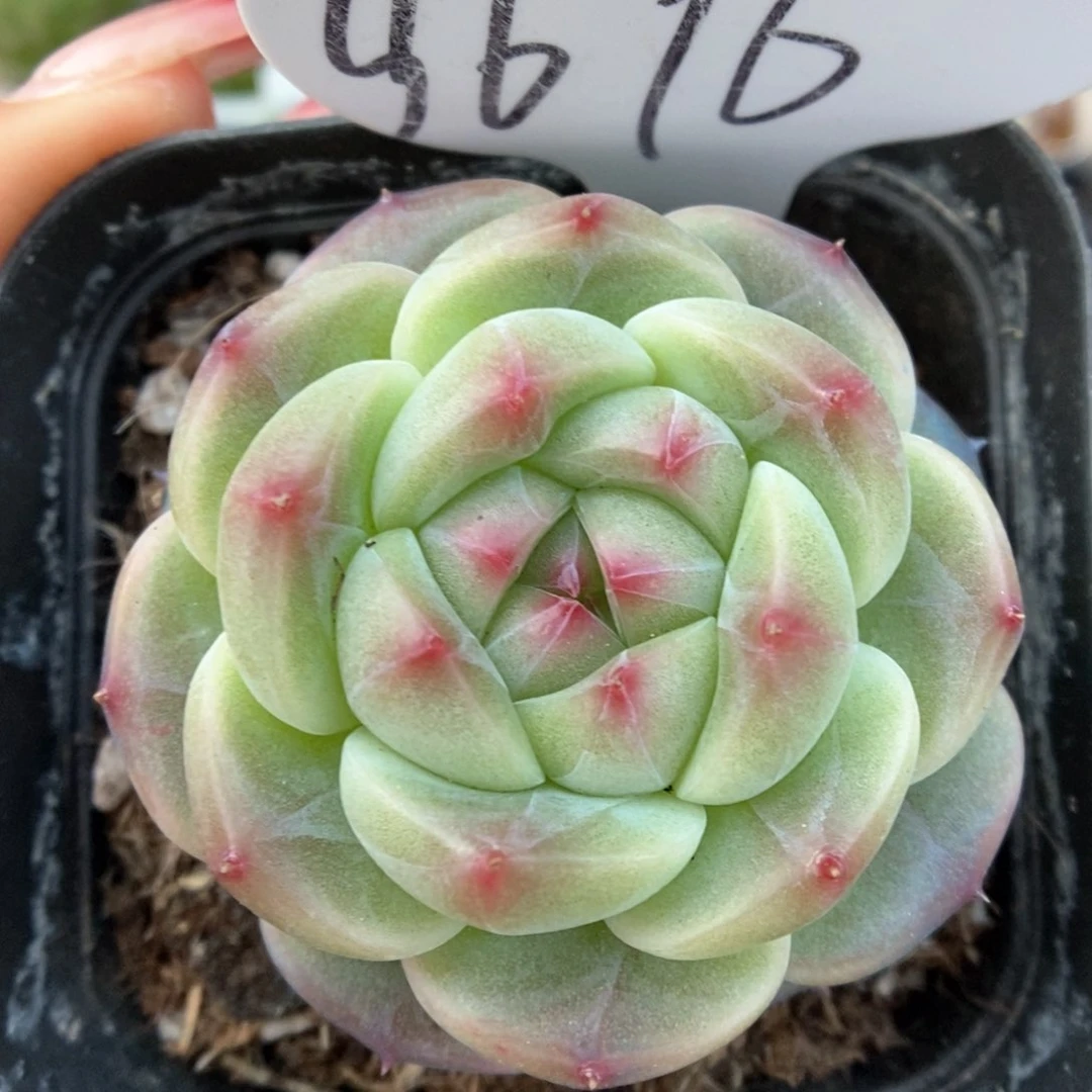 魅影可拍9696号。