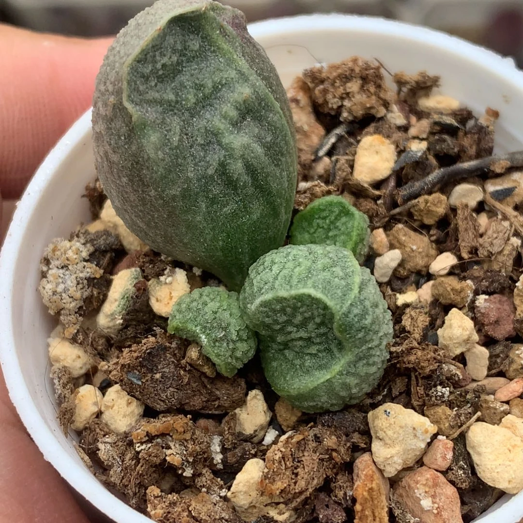 实生水泡0233一物一拍