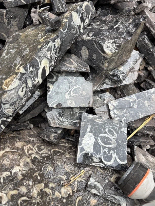 古海洋生物贝売石边枓DIY标本五公斤装