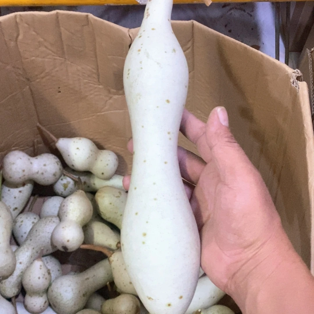 涛**8文玩葫芦青皮葫芦