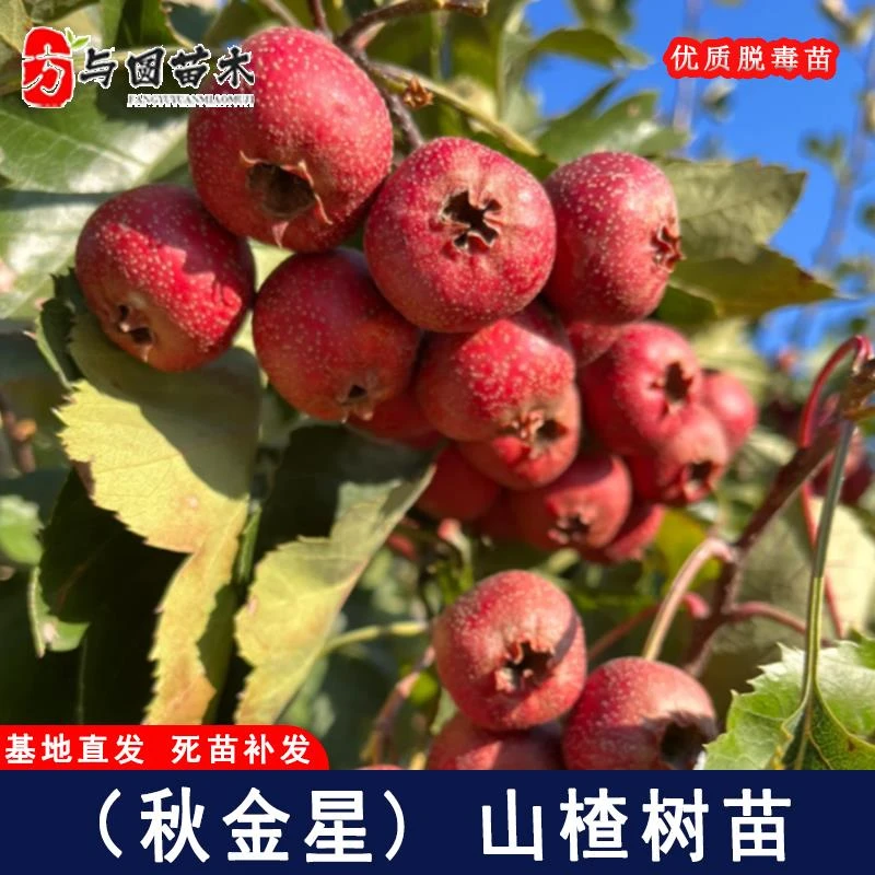 嫁接秋金星山楂树苗红肉甜山楂苗庭院盆栽地栽种植果树苗当年结果