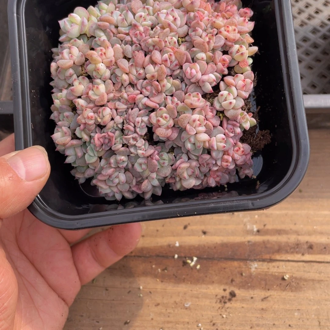 用****7多肉植物多肉植物523
