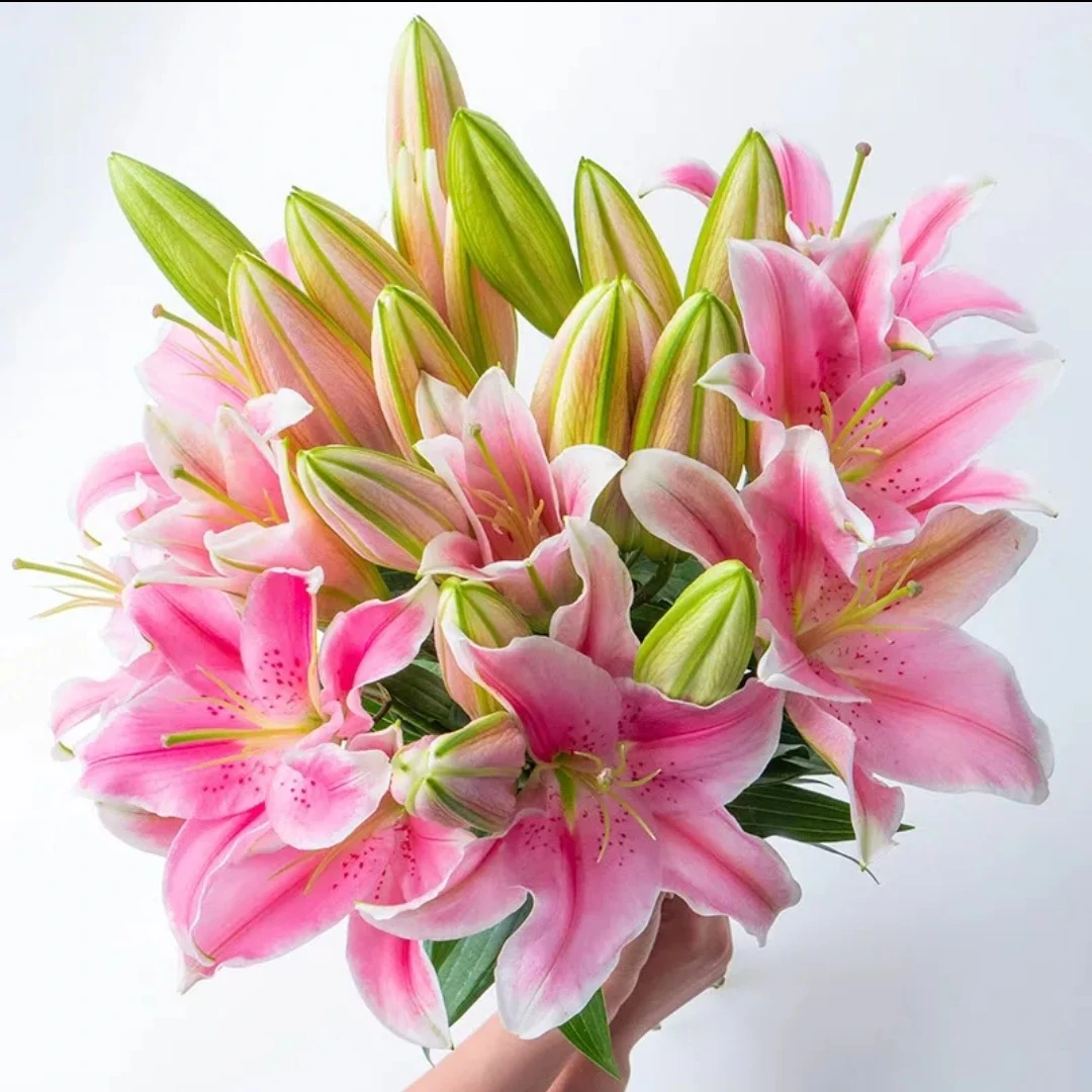 【粉百合3支】满29.8元京东包邮