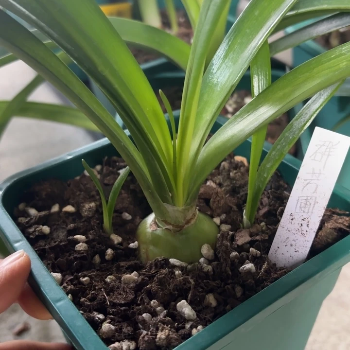 无花朵群芳圃4+不带盆