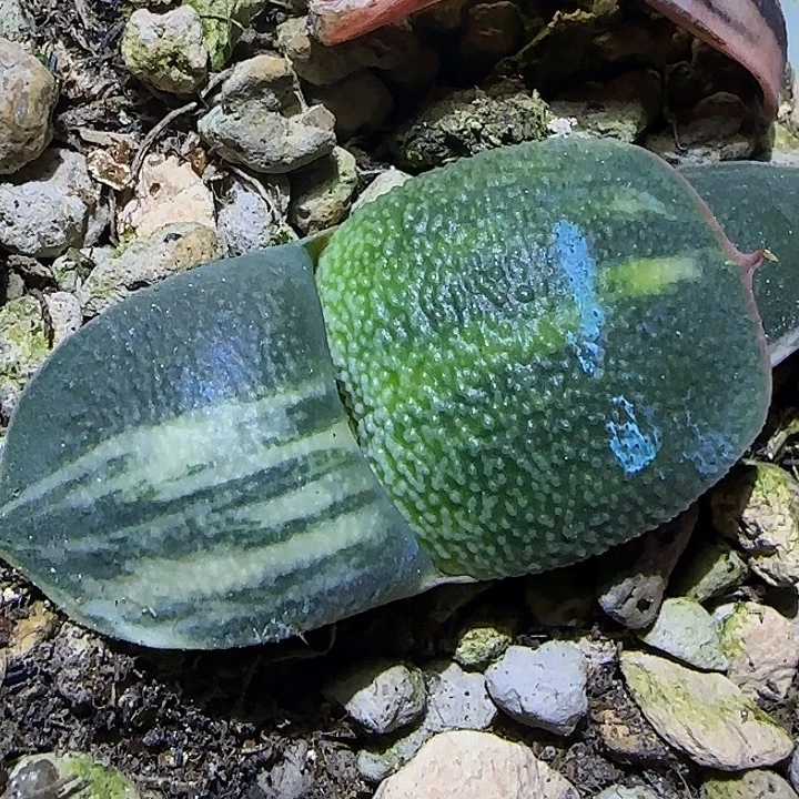 34号特宽短厚凸釉卧牛锦