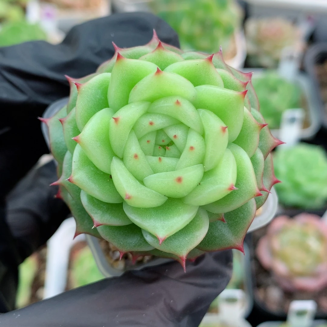58包邮  群生不包整41