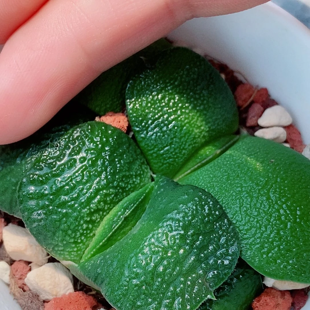 920卧牛实生颗粒真好带盆发货