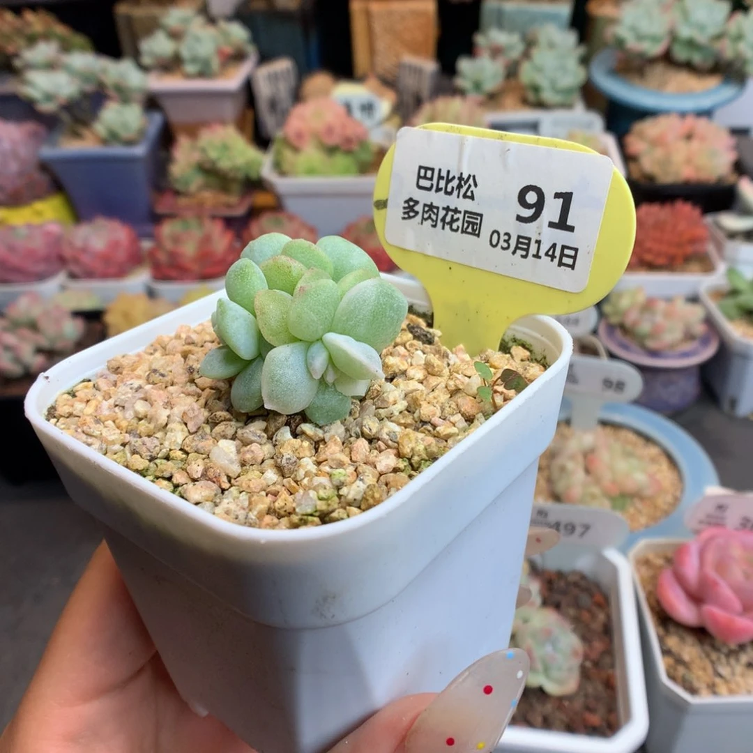 小*喵91冰玉石化多肉植物