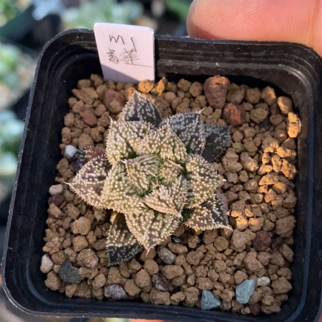 一颗实生m1青莲。