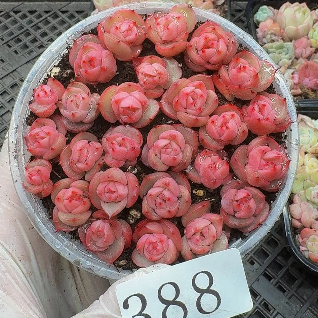 多肉植物多肉植物388