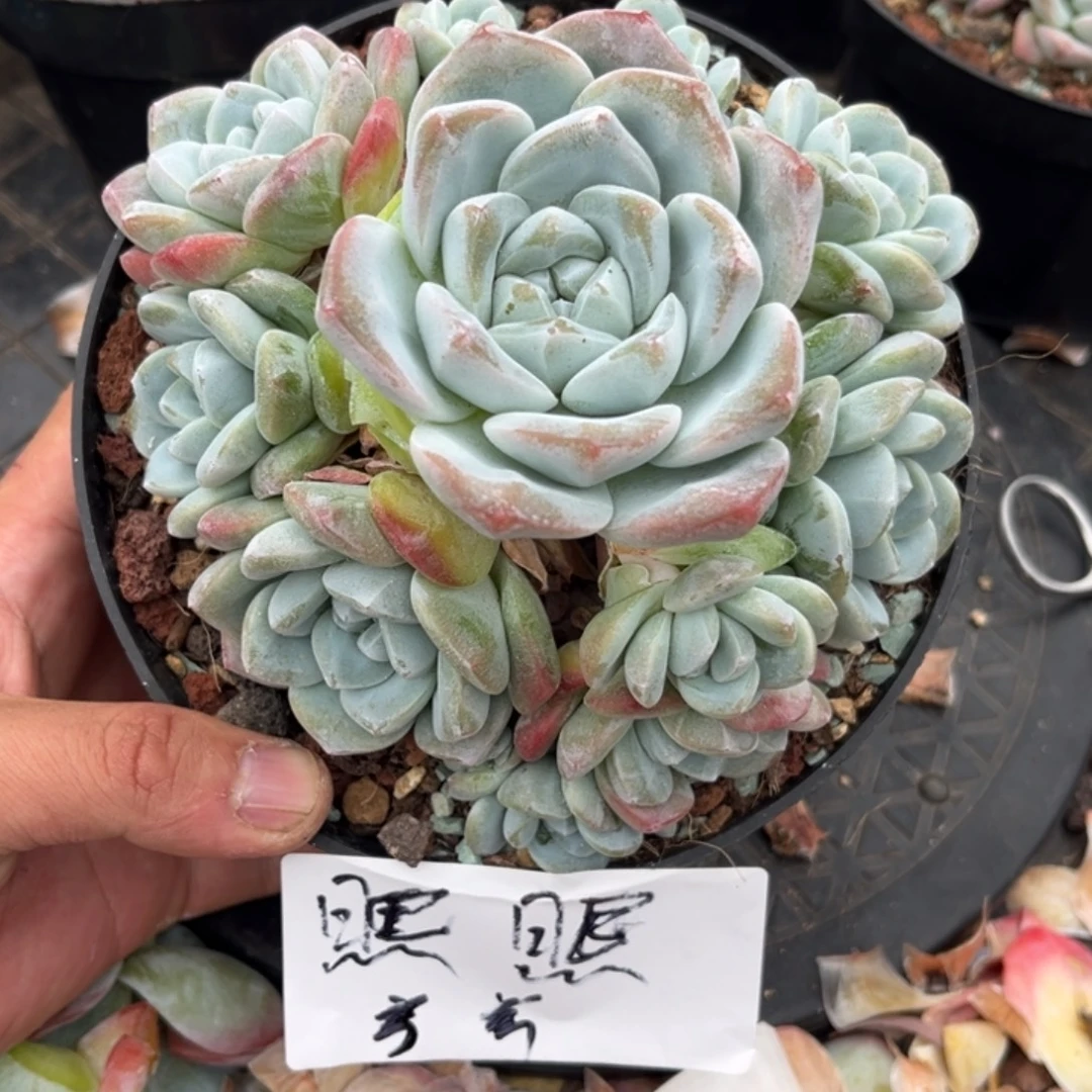 熙熙专拍冰玉手捧寄养