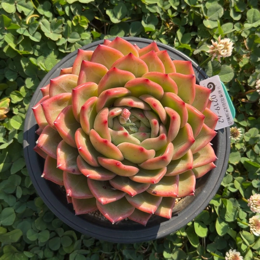 多肉一物一拍0219-62