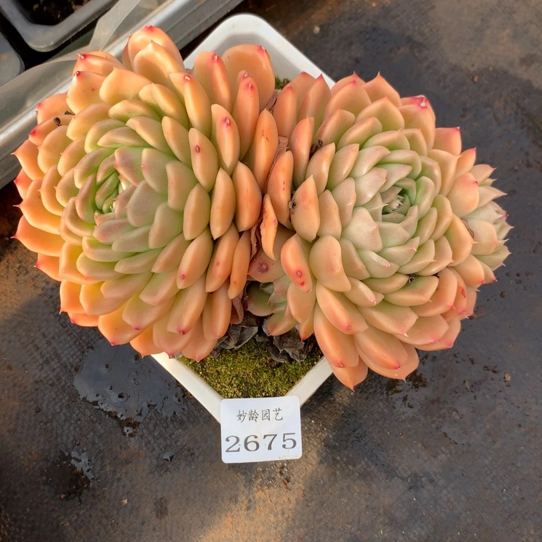 2675杂交精品基地18厘米