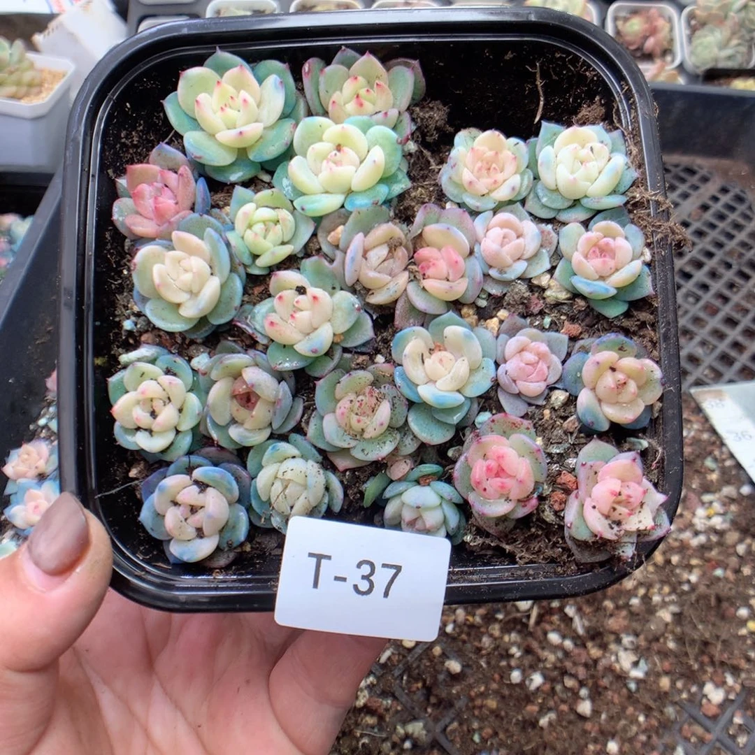 无花朵T37英语英语