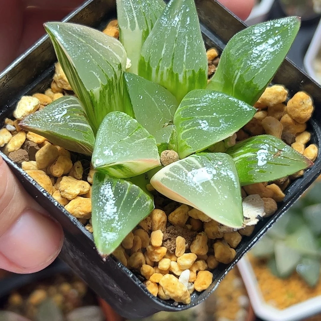 实生锦十二卷多肉植物