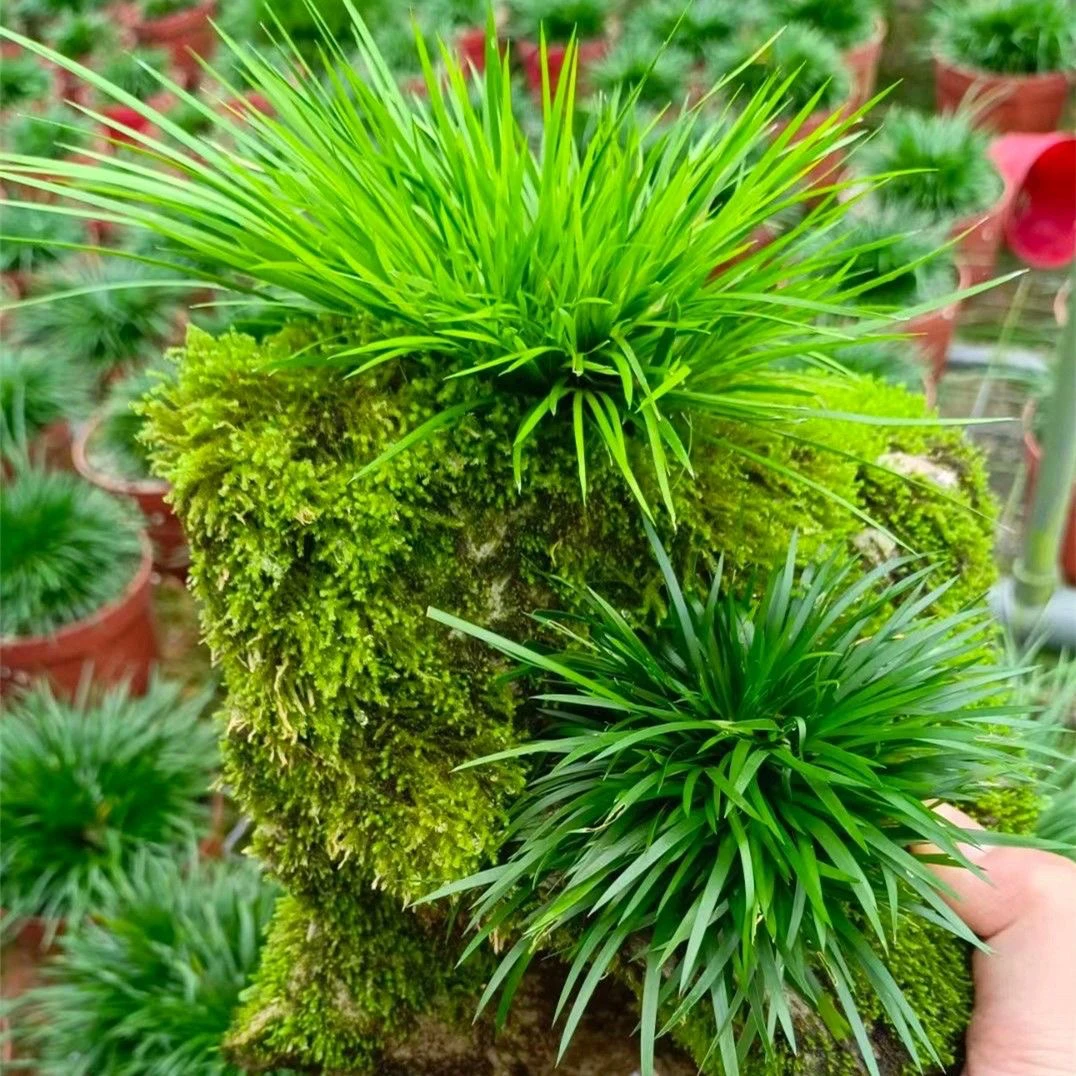 菖蒲微型黄金金钱贵船盆栽虎须随手室内水陆水培造景附石盆景绿植