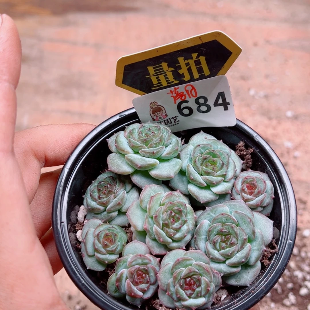 多肉植物多肉植物