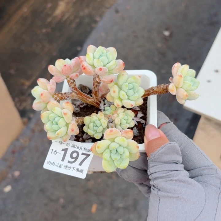 樱花罗琦无盆土发货多