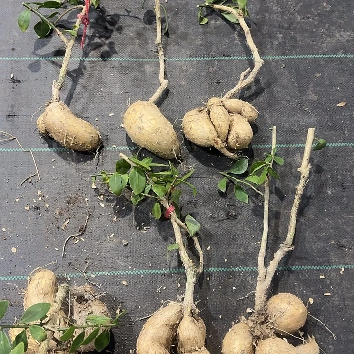 当前无花栽培后可以开花