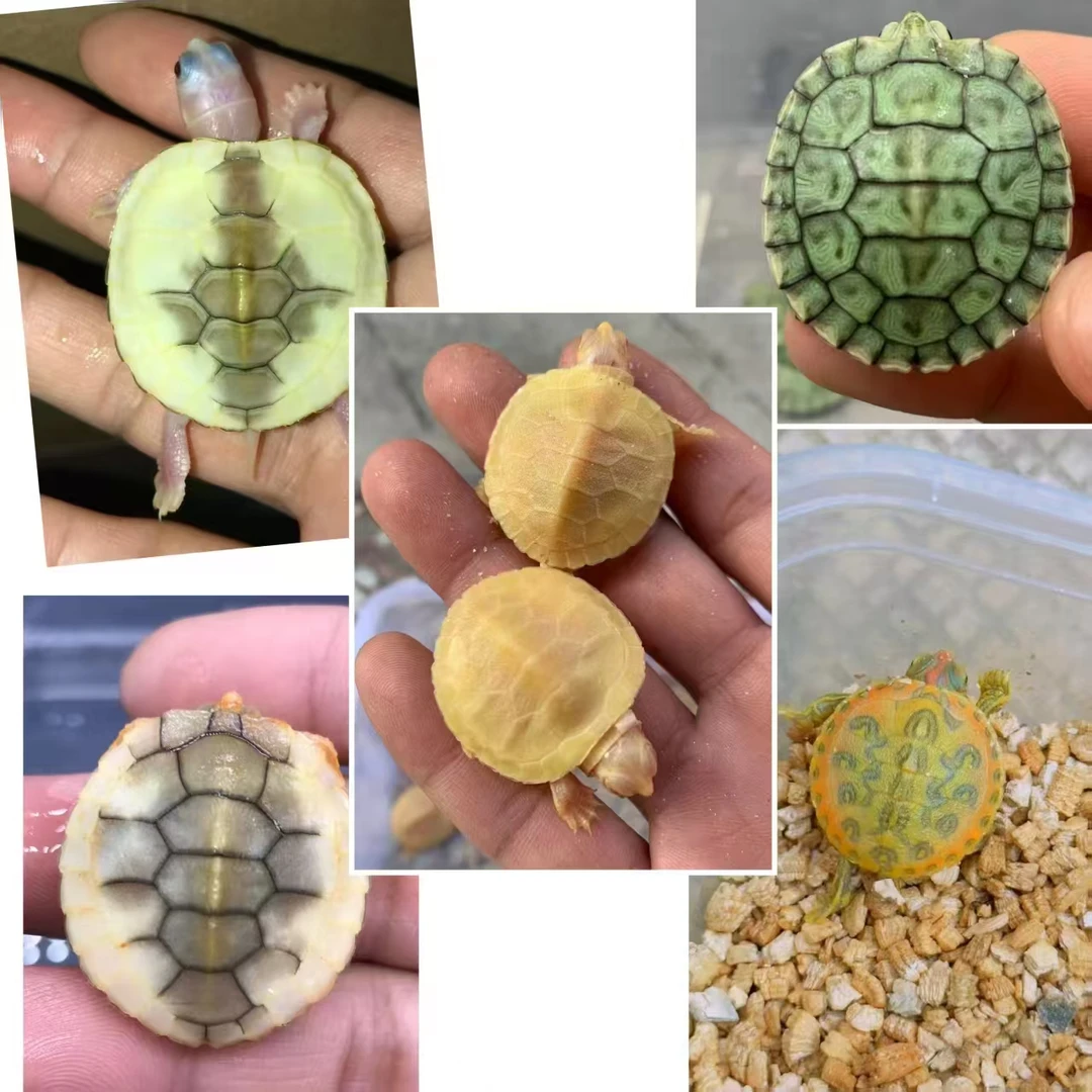 观赏龟变异巴西直播链接，请勿拍，收件需要提供完整的开箱。