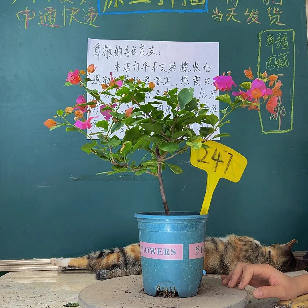 当前无花栽培后可以开花热带花束有变异枝条 247
