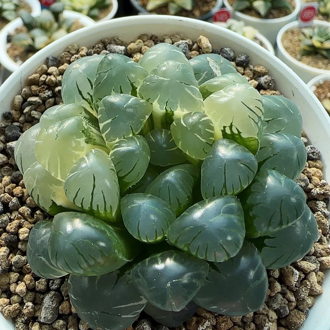 666号非组冰灯玉露锦一物一拍带盆土