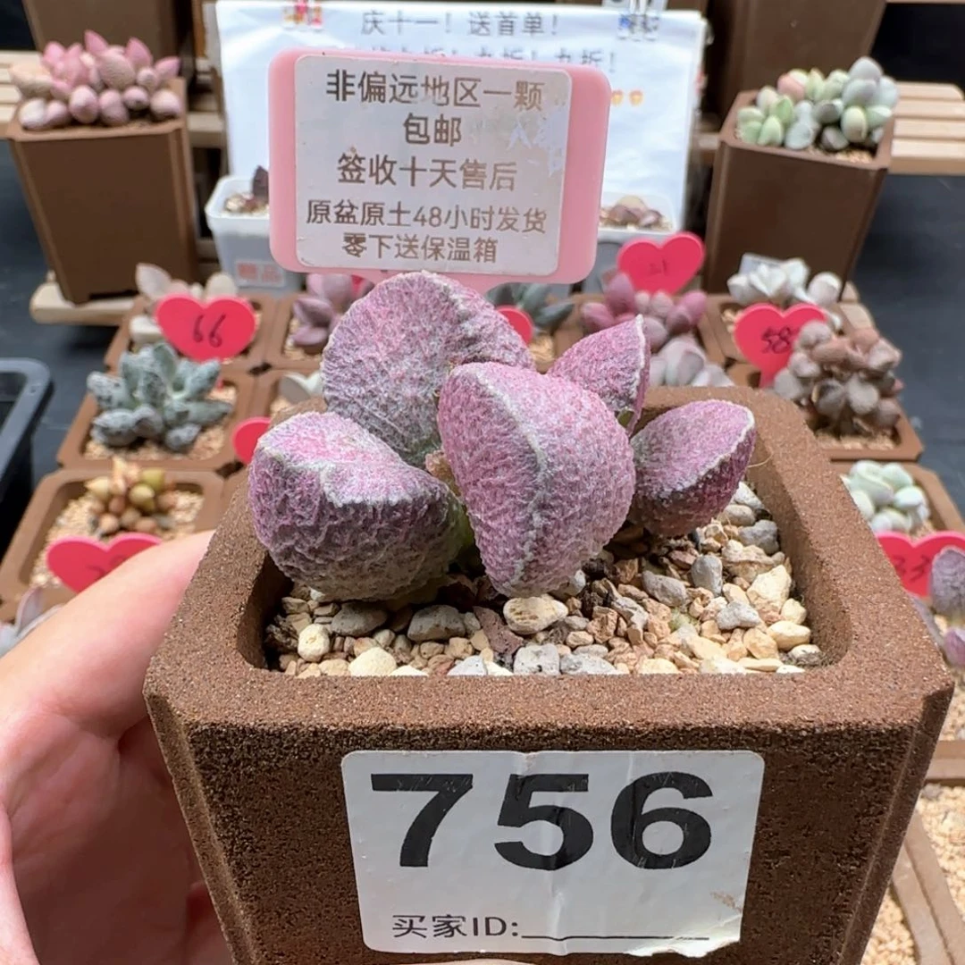 就****吧756丸叶哈莫猪肝多肉