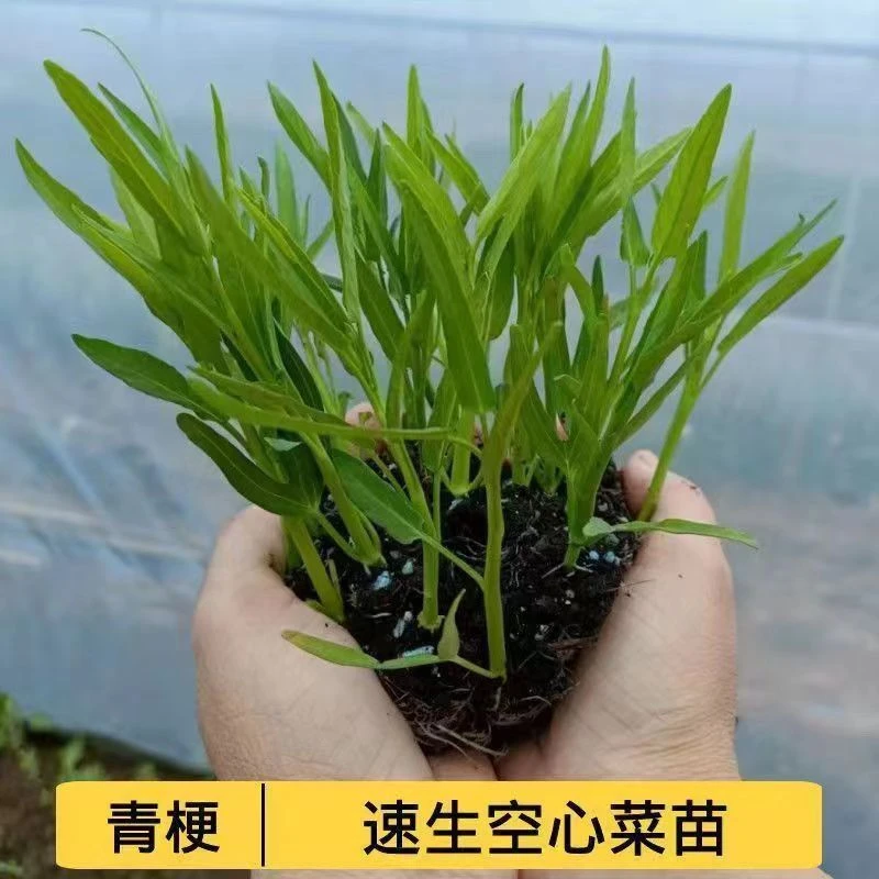 正宗三叉空心菜苗通心菜秧苗多茬采收高产地栽阳台盆栽水培