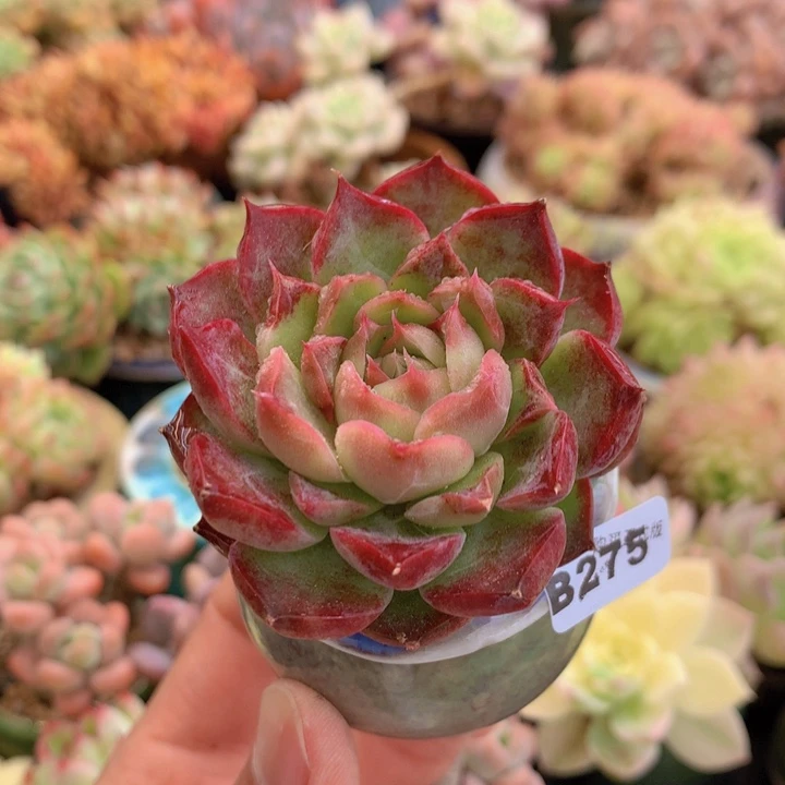 一物一拍含盆土满38包邮B275