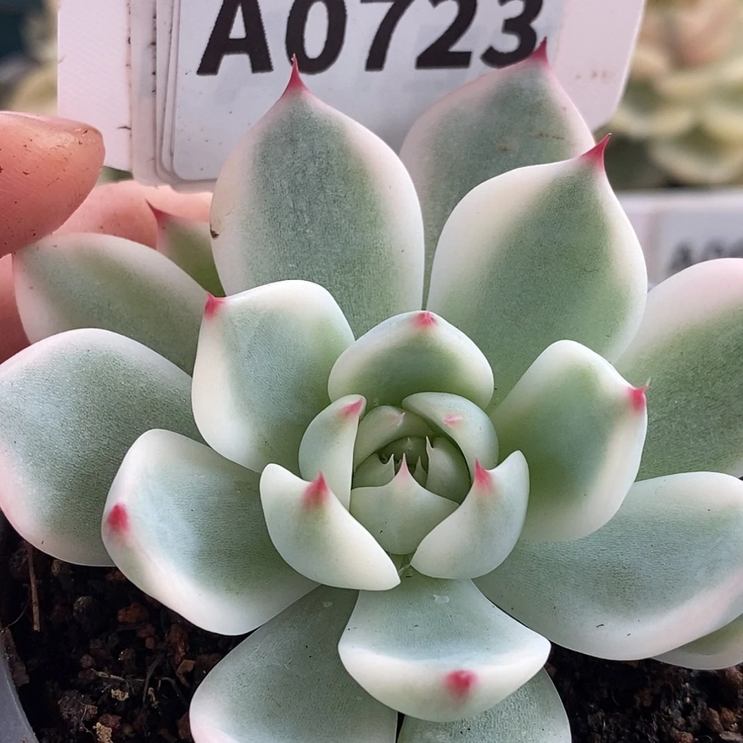 723娃娃哈哈哈哈哈哈哈哈