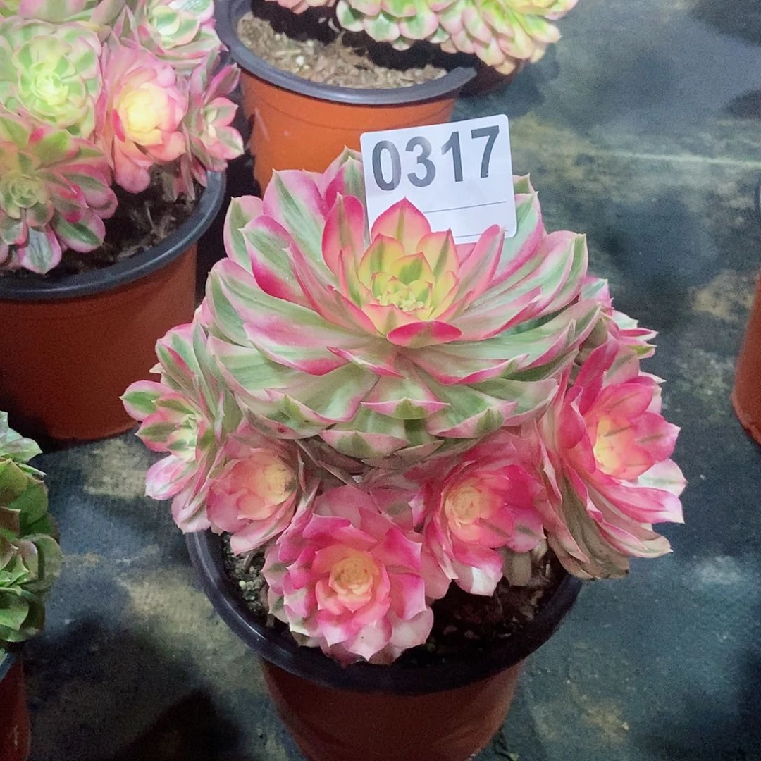 红陶0317倾城3冠服16.7多肉