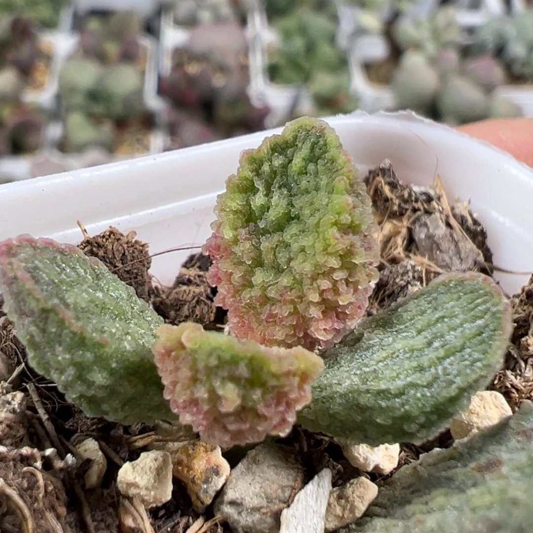 w渐变色实生新品多肉植物