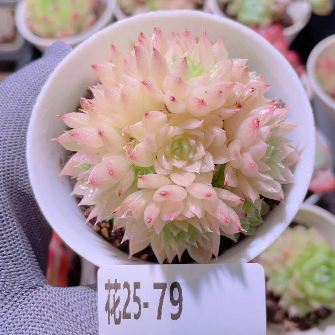 花利美25-79麦秆群